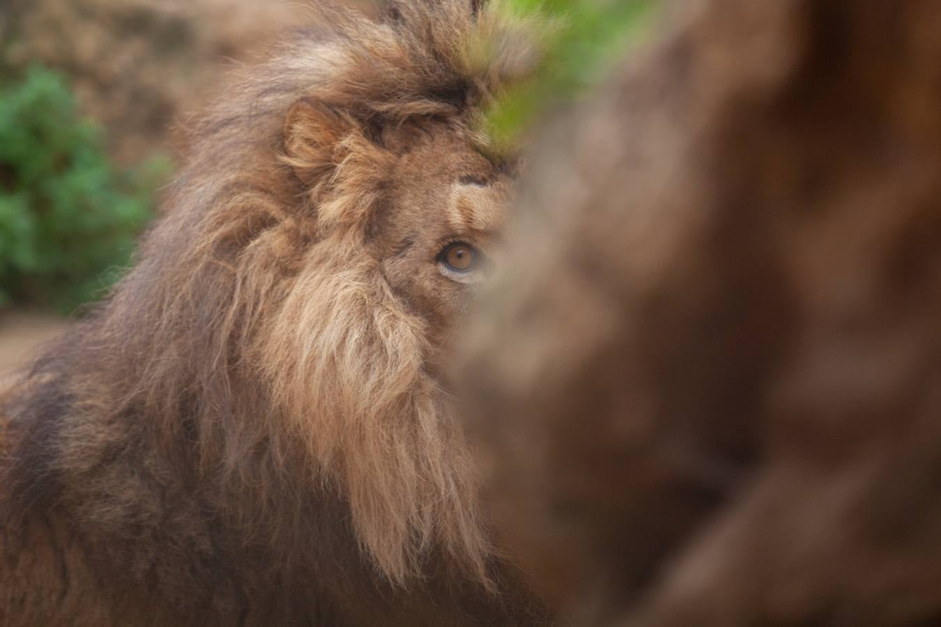 La crisis del coronavirus pone en jaque al centro de animales de Castellar de la Frontera