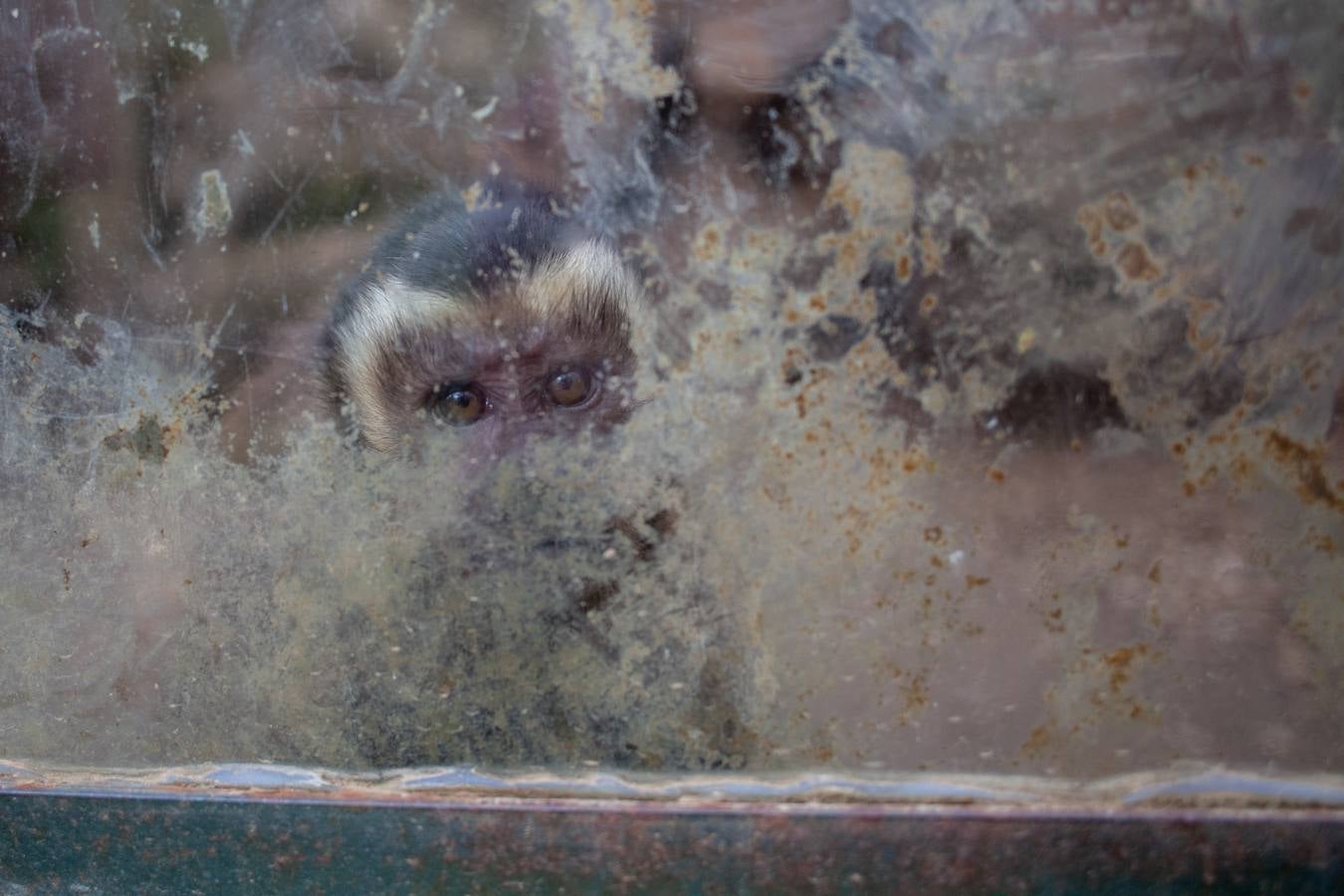 La crisis del coronavirus pone en jaque al centro de animales de Castellar de la Frontera