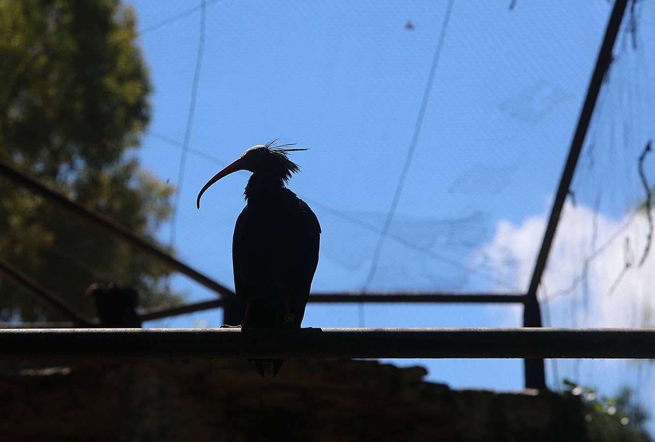 Fotos: El zoo de Jerez en los tiempos del coronavirus