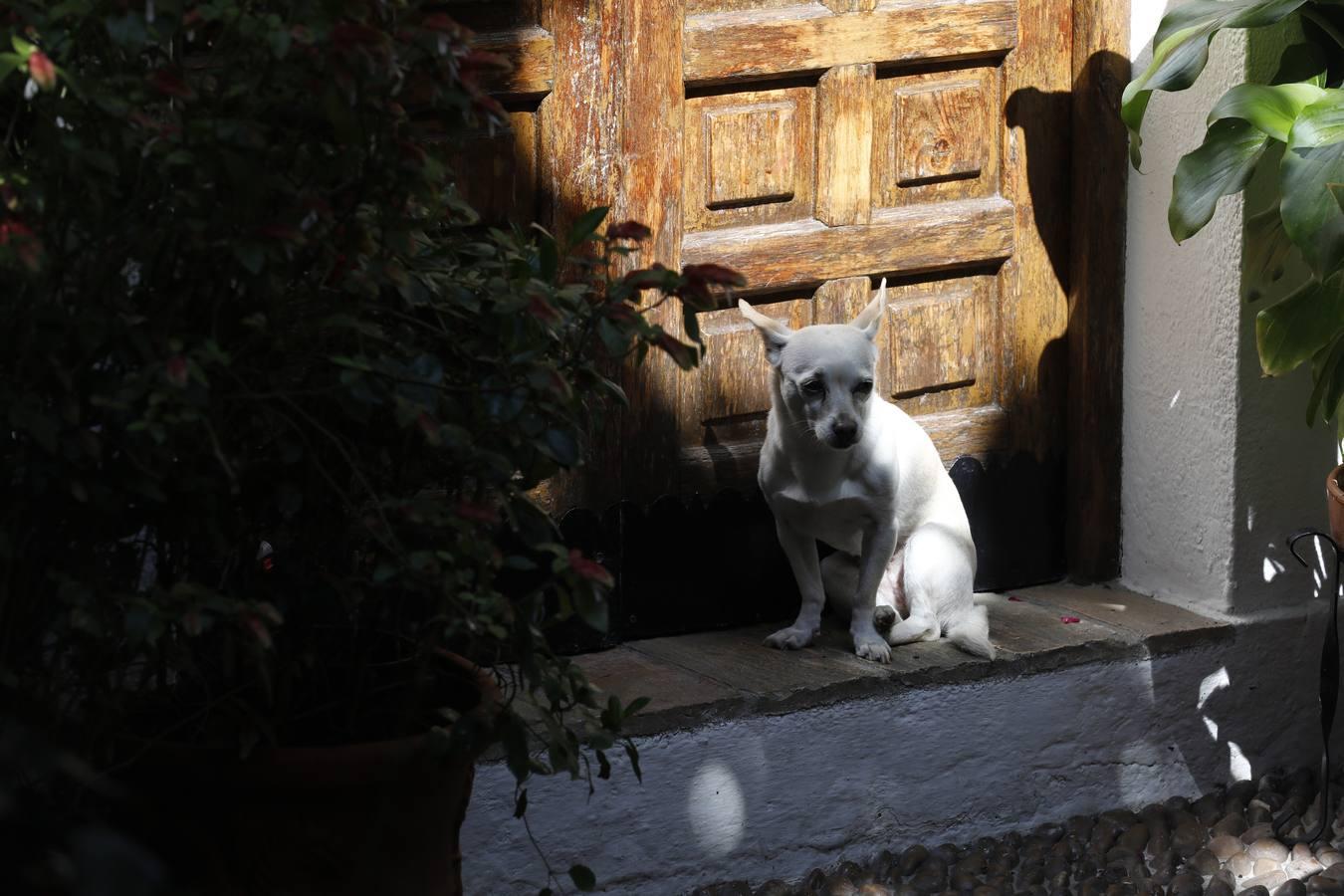 La quietud del Alcázar Viejo de Córdoba, en imágenes