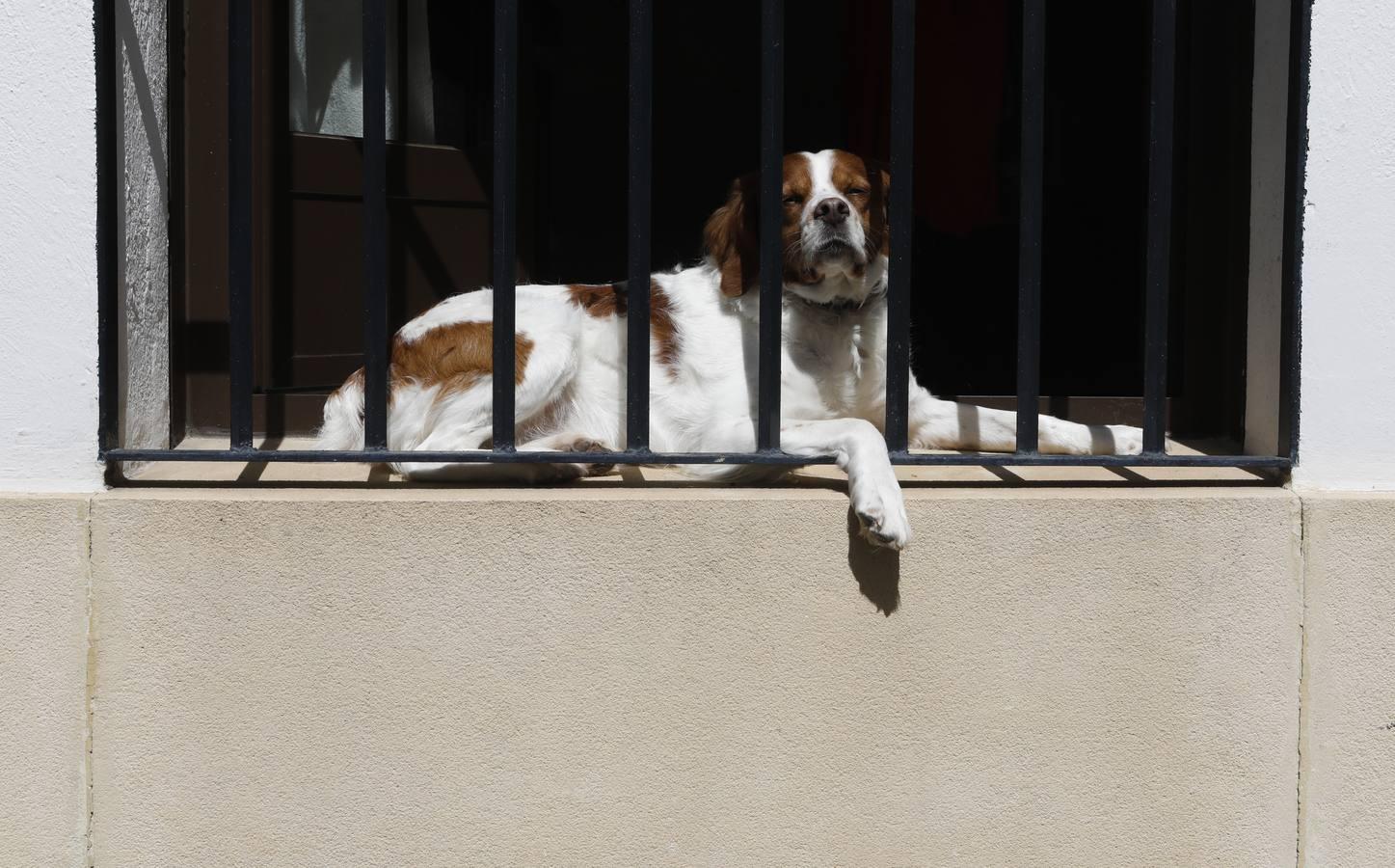 La quietud del Alcázar Viejo de Córdoba, en imágenes