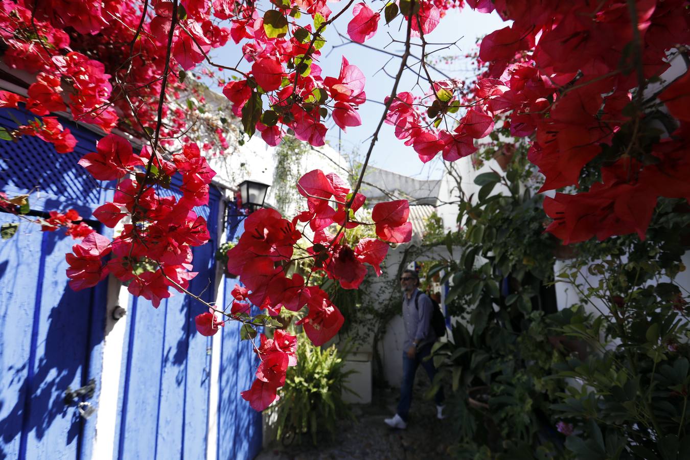 La plenitud primaveral de Córdoba pese al Covid-19 en Marroquíes 6, en imágenes