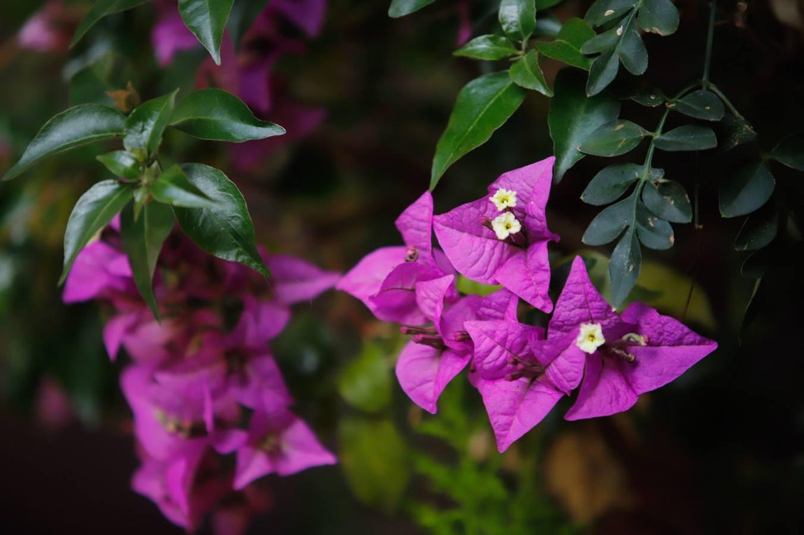 Los patios de Tafures, Ocaña y el Pozanco de Córdoba, en imágenes