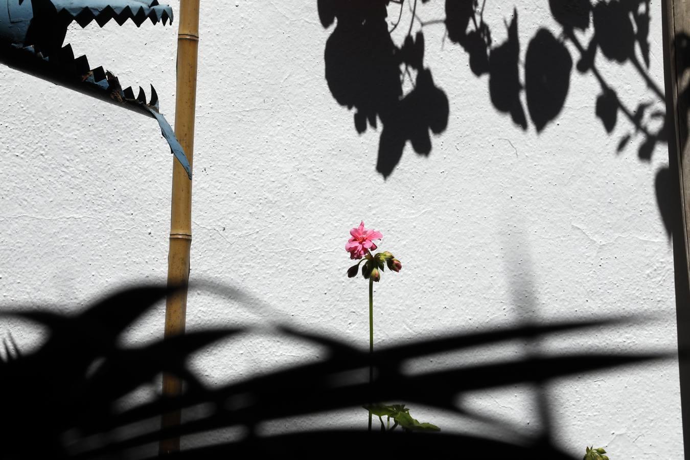 Los patios de Tafures, Ocaña y el Pozanco de Córdoba, en imágenes