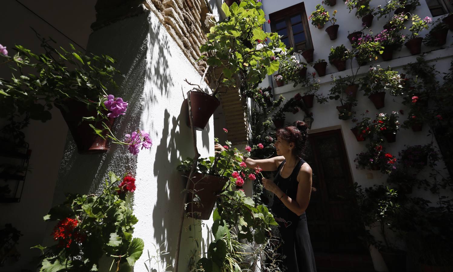 Los patios de Córdoba 2020 en la Judería y San Francisco, en imágenes