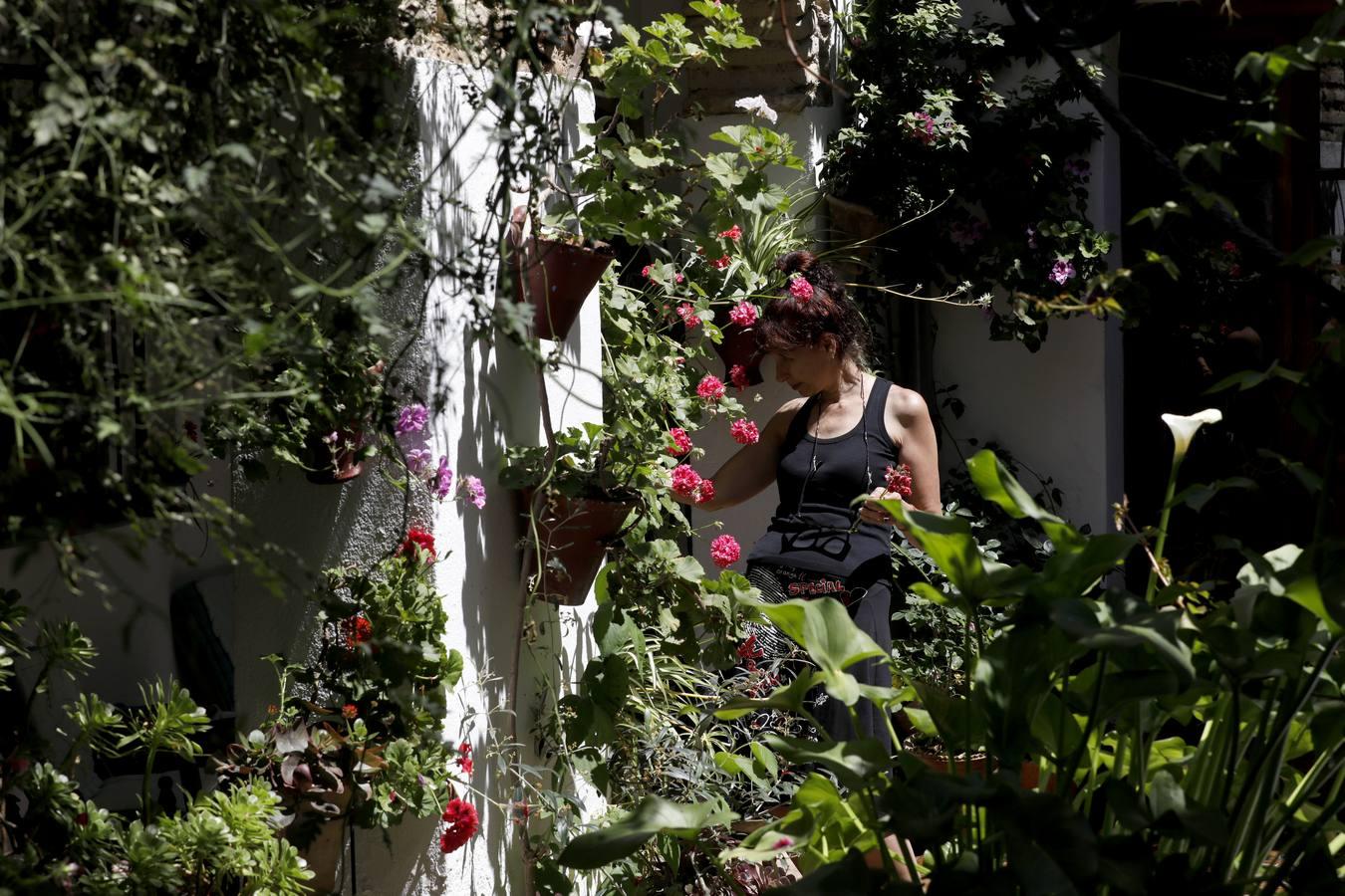 Los patios de Córdoba 2020 en la Judería y San Francisco, en imágenes