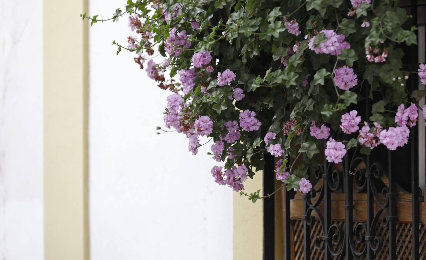 Las rejas y los balcones de Córdoba en 2020, en imágenes