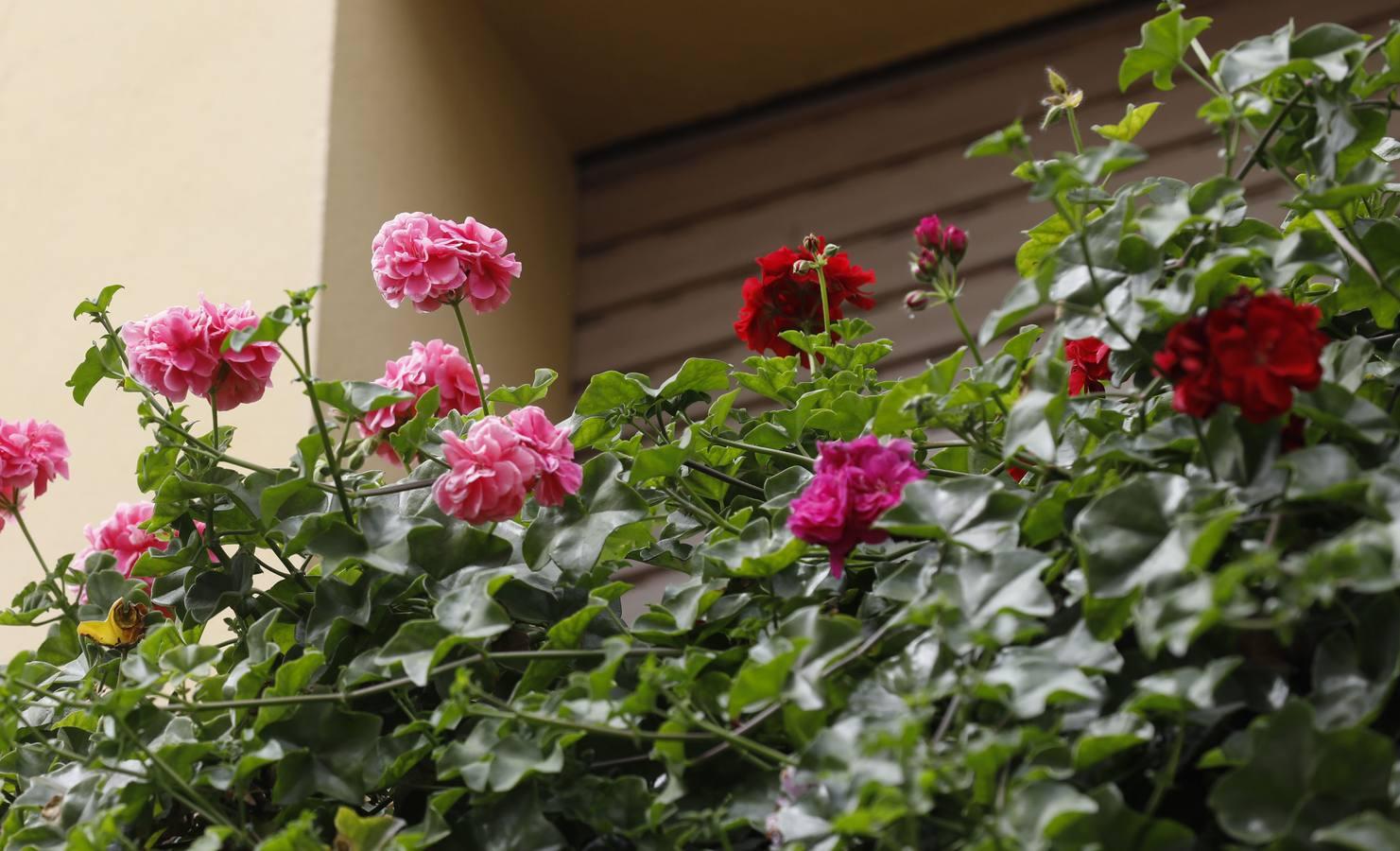 Las rejas y los balcones de Córdoba en 2020, en imágenes