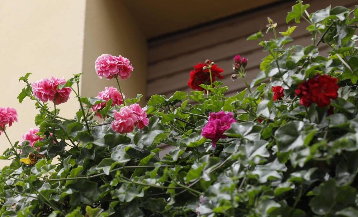 Las rejas y los balcones de Córdoba en 2020, en imágenes