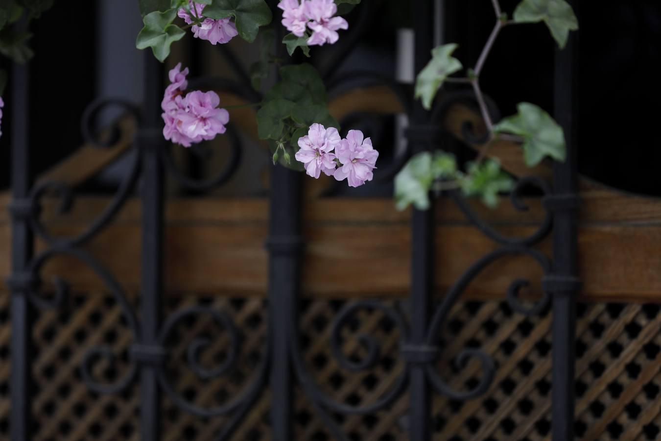 Las rejas y los balcones de Córdoba en 2020, en imágenes