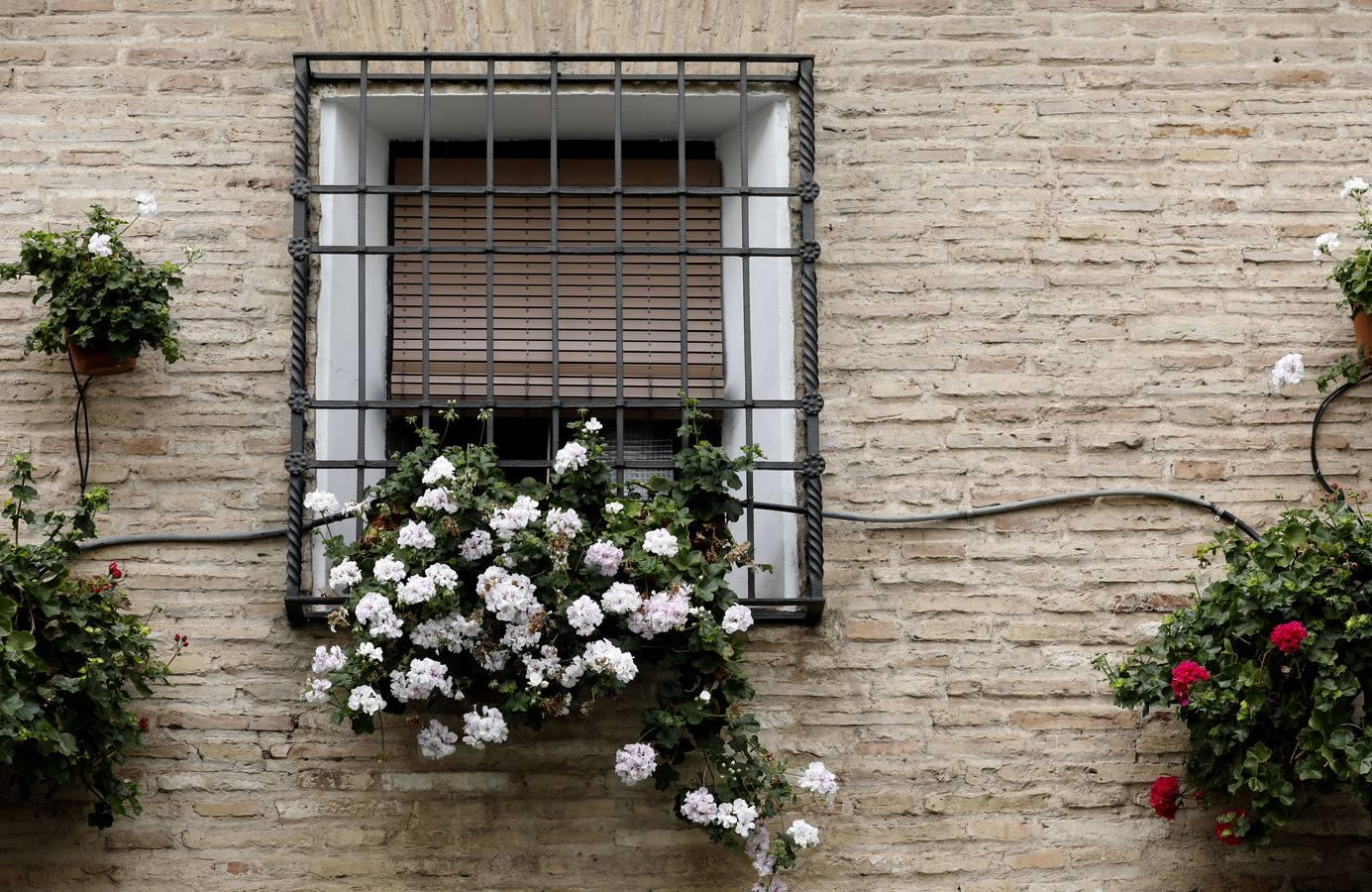 Las rejas y los balcones de Córdoba en 2020, en imágenes