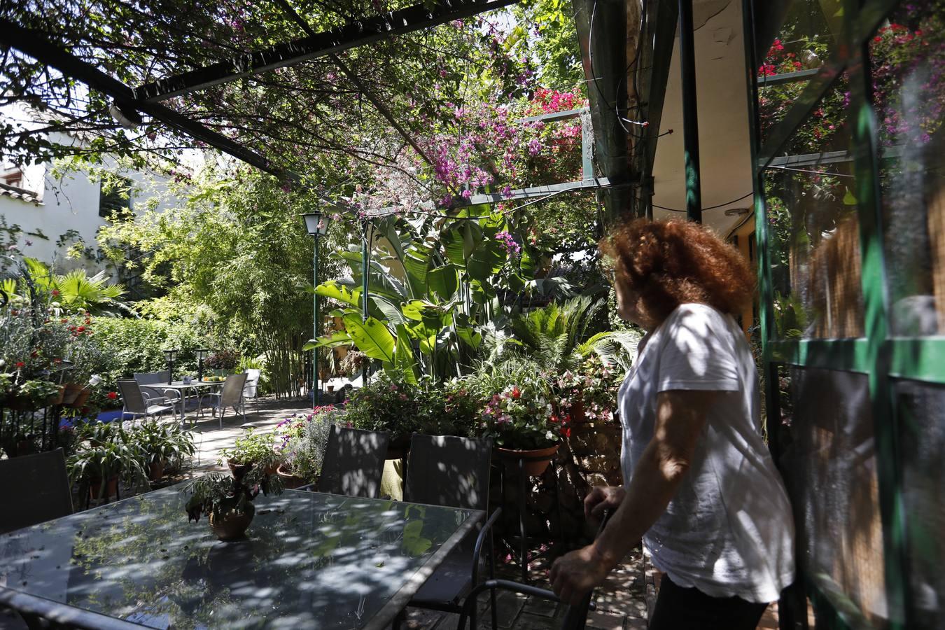 Los patios de Córdoba en plaza de las Tazas e Isabel II, en imágenes