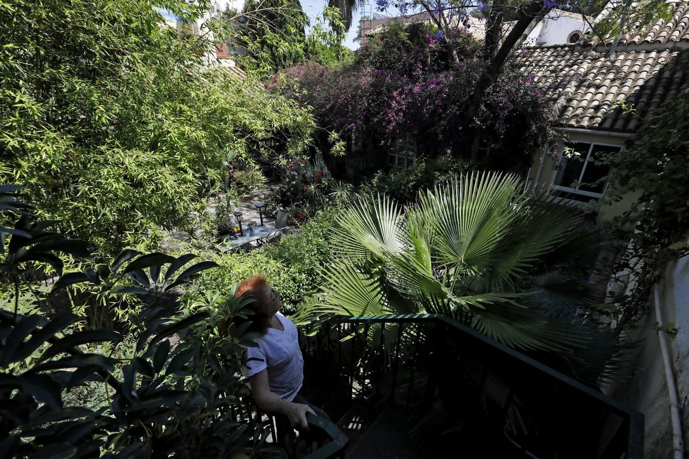 Los patios de Córdoba en plaza de las Tazas e Isabel II, en imágenes