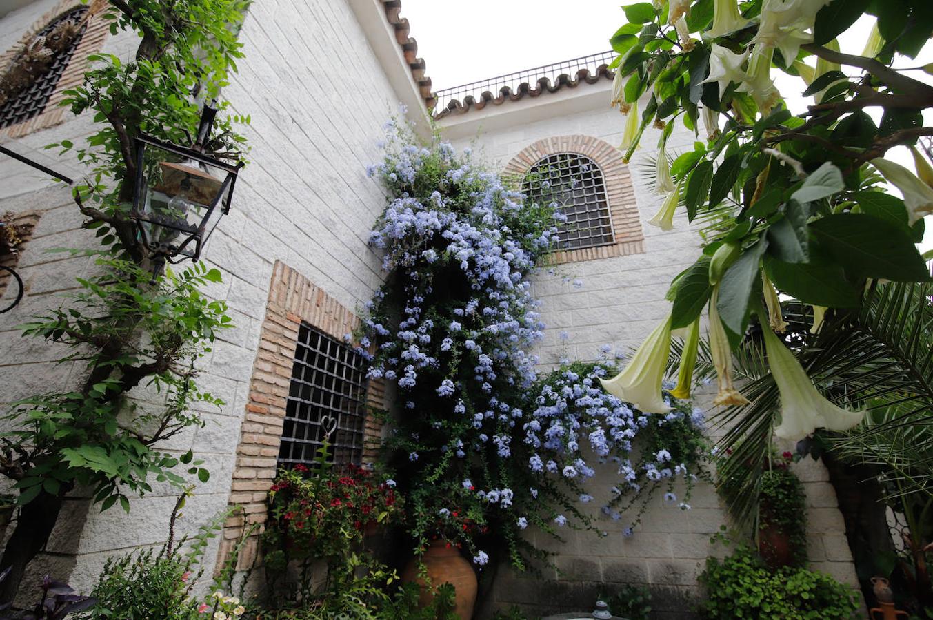 Los patios de Córdoba en Aceite y Barrionuevo, en imágenes