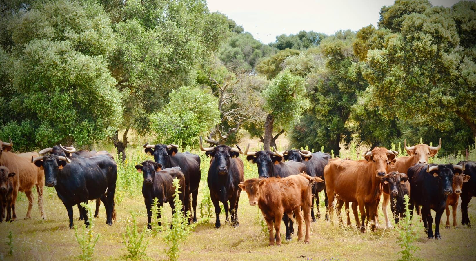 En imágenes, una jornada de campo en un tentadero en tiempos de coronavirus