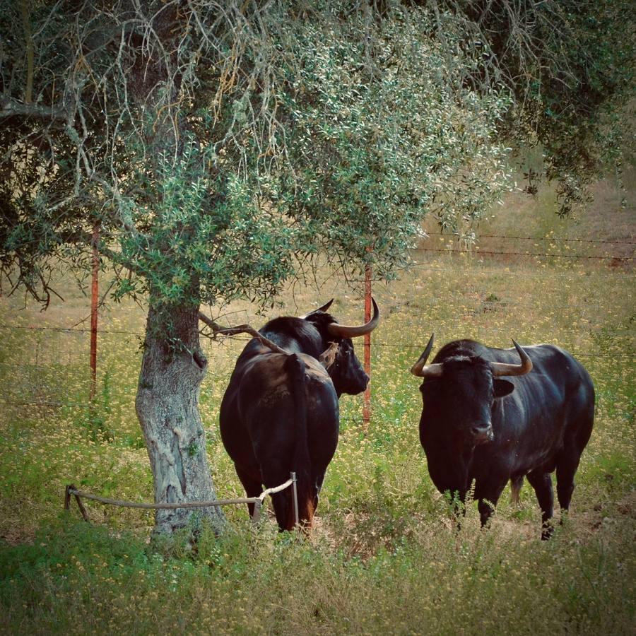 En imágenes, una jornada de campo en un tentadero en tiempos de coronavirus