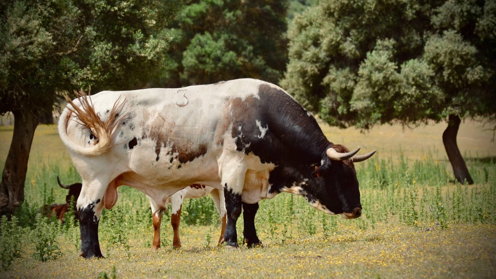 En imágenes, una jornada de campo en un tentadero en tiempos de coronavirus