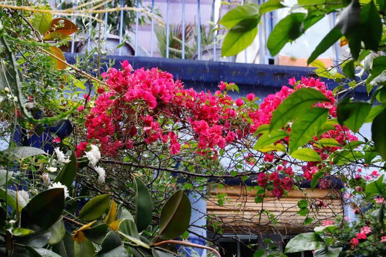 Los patios de Frailes y Alvar Rodríguez de Córdoba, en imágenes