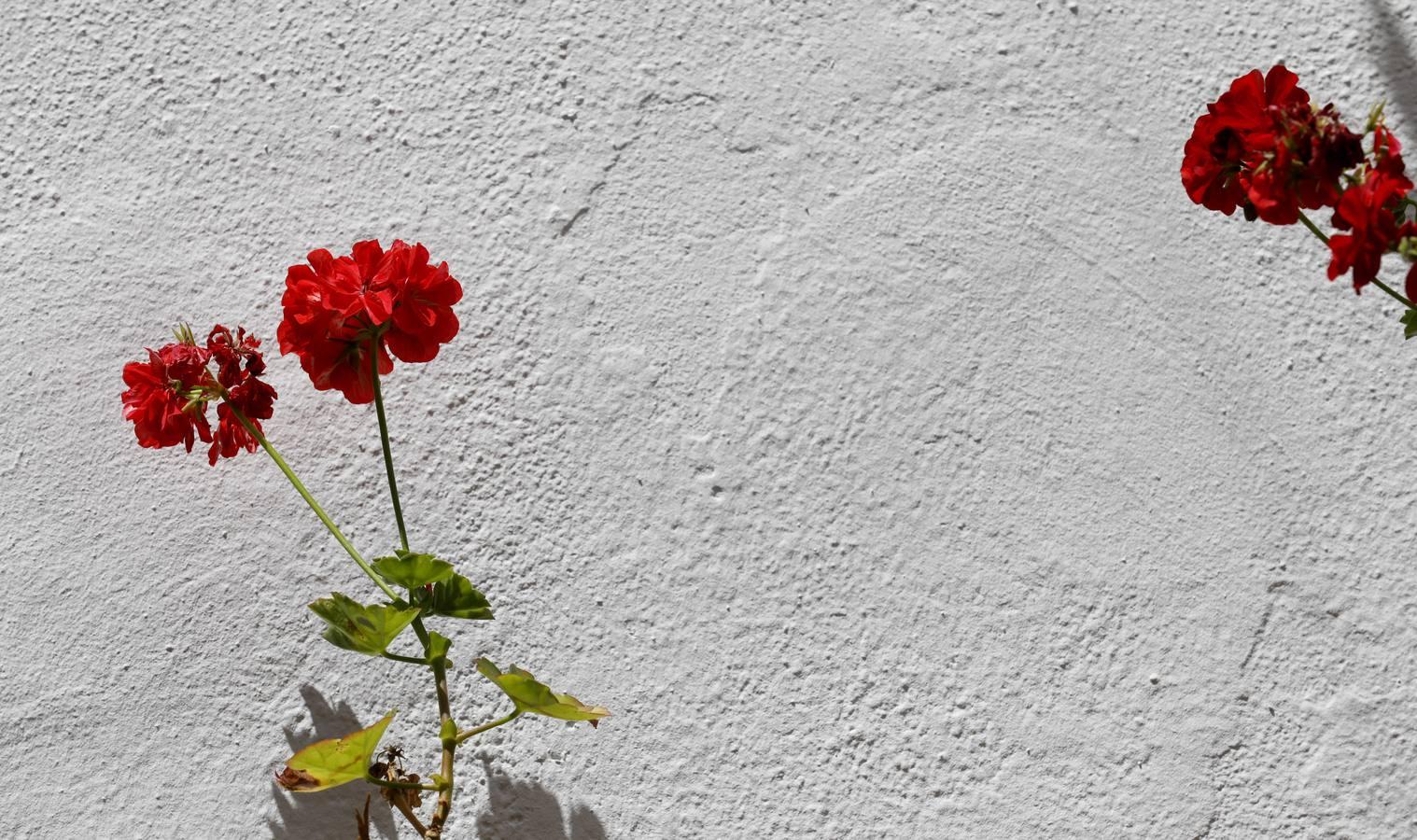 Los patios de Juan Fernández, 6 y Zarco,15 de Córdoba, en imágenes