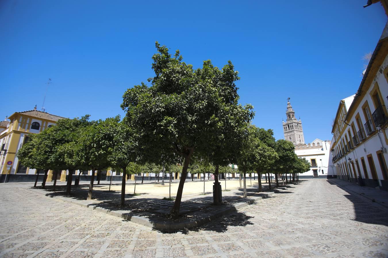 El mal estado del Patio de Banderas de Sevilla