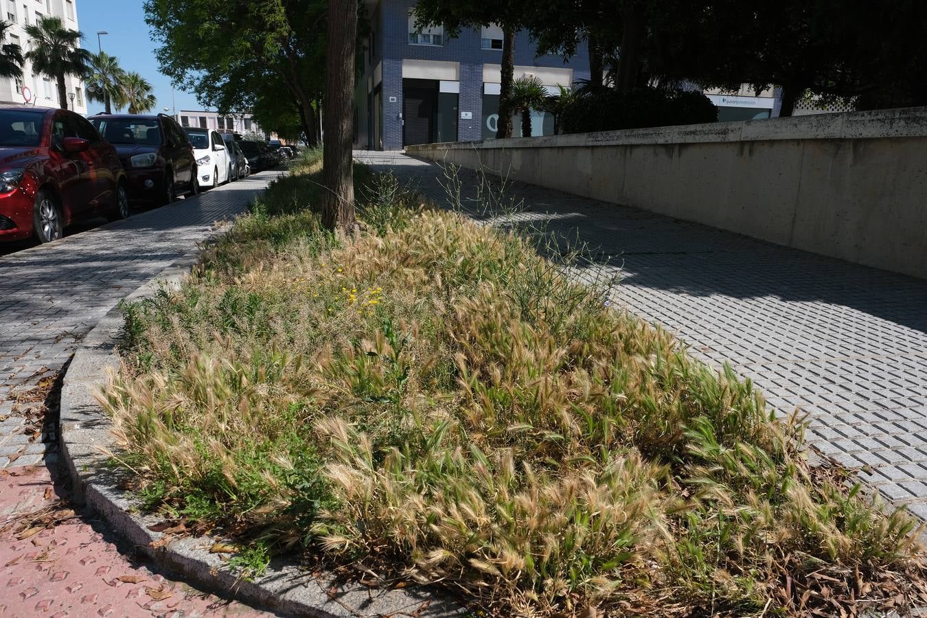 FOTOS: Falta de mantenimiento en los parques y jardines de Cádiz