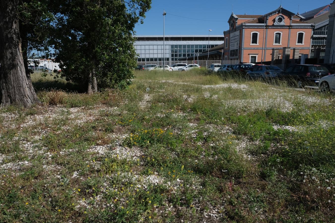 FOTOS: Falta de mantenimiento en los parques y jardines de Cádiz