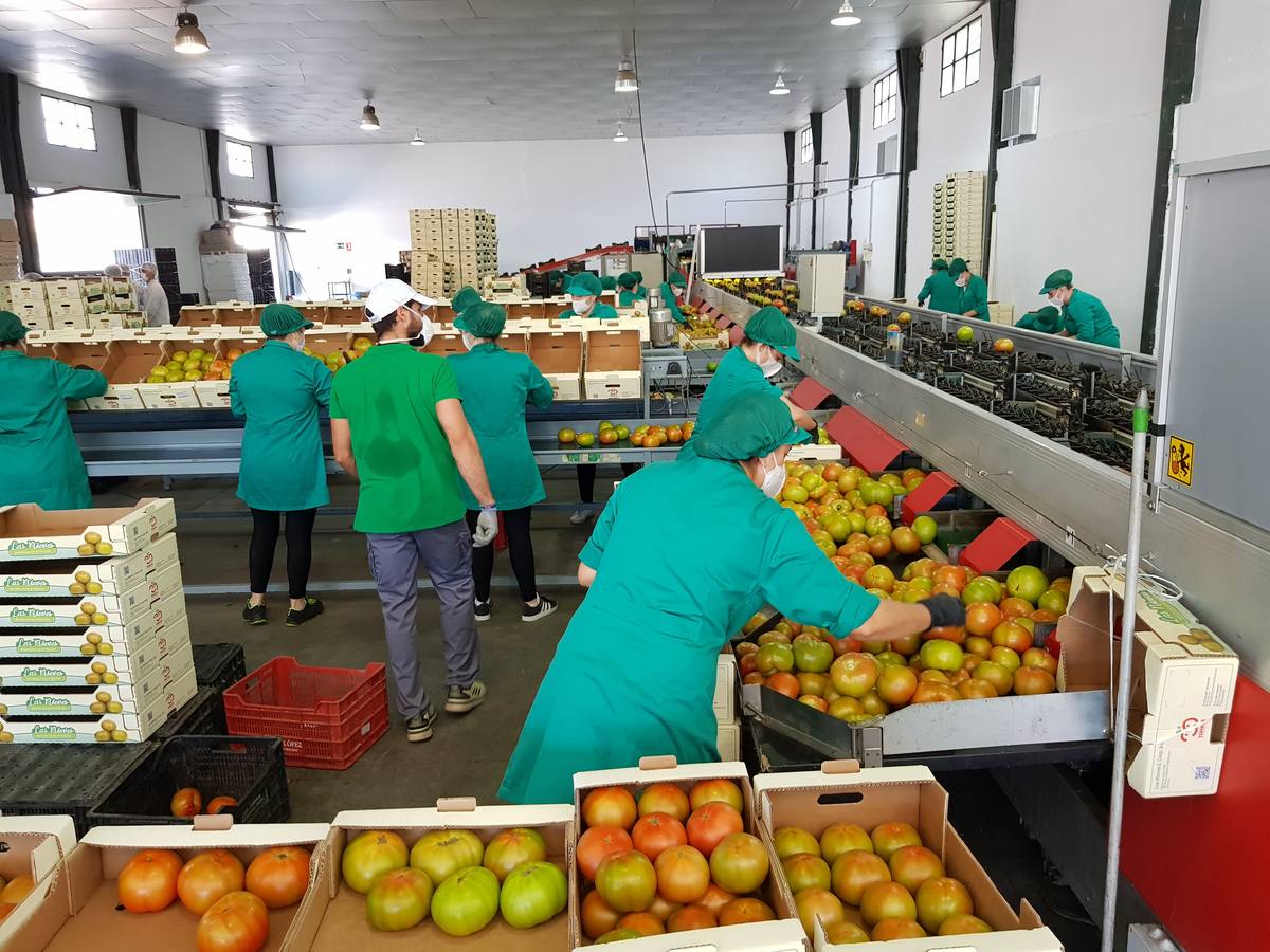 La producción del tomate de Los Palacios, a pleno rendimiento