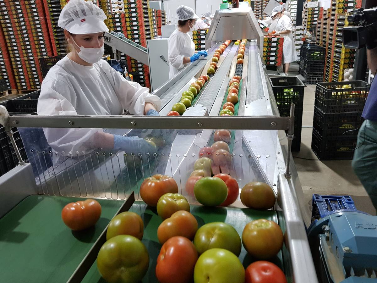 La producción del tomate de Los Palacios, a pleno rendimiento