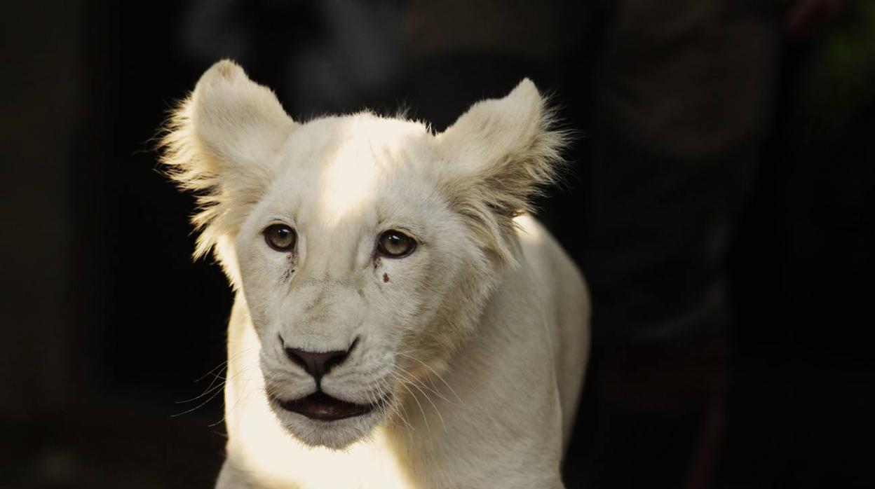 El zoo de Guillena abre sus puertas de nuevo el 5 de junio