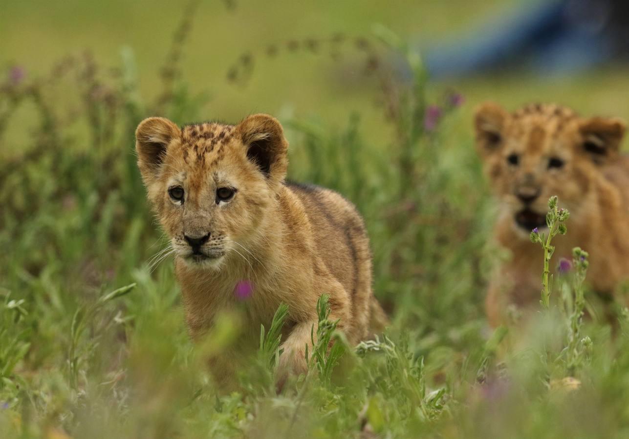 El zoo de Guillena abre sus puertas de nuevo el 5 de junio