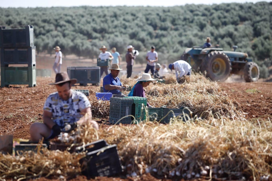 La campaña del ajo en Córdoba, en imágenes