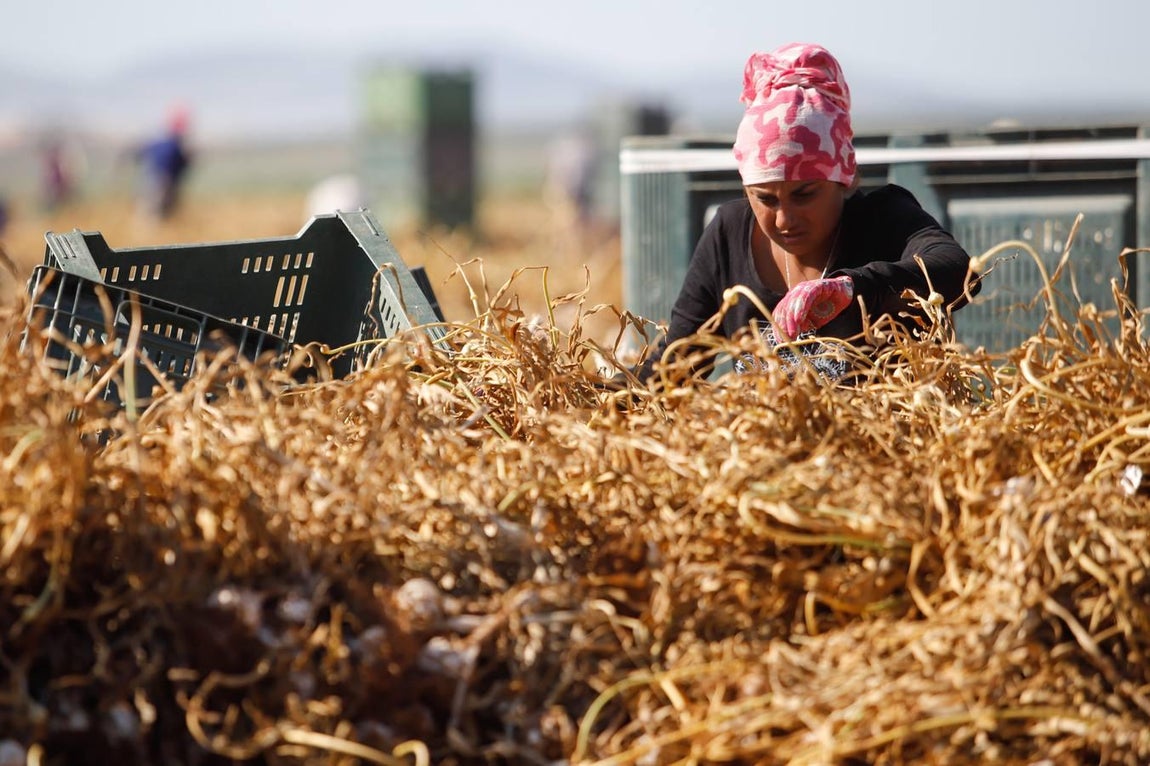 La campaña del ajo en Córdoba, en imágenes