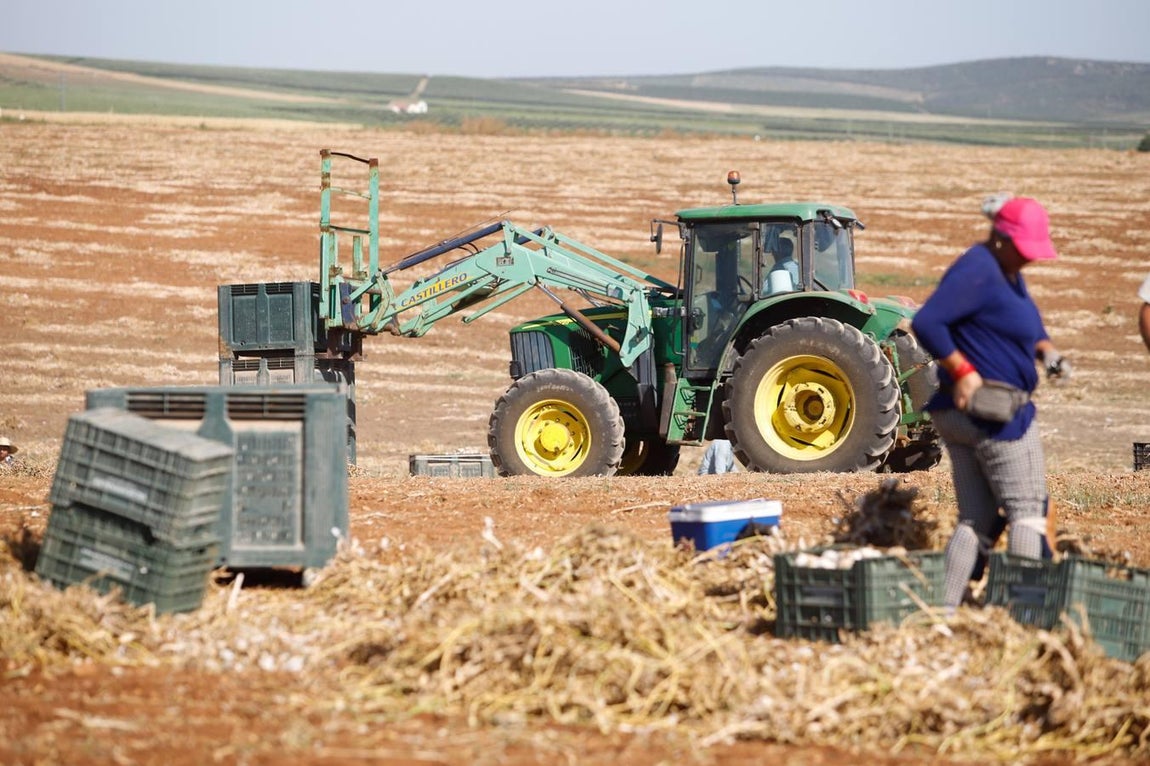 La campaña del ajo en Córdoba, en imágenes