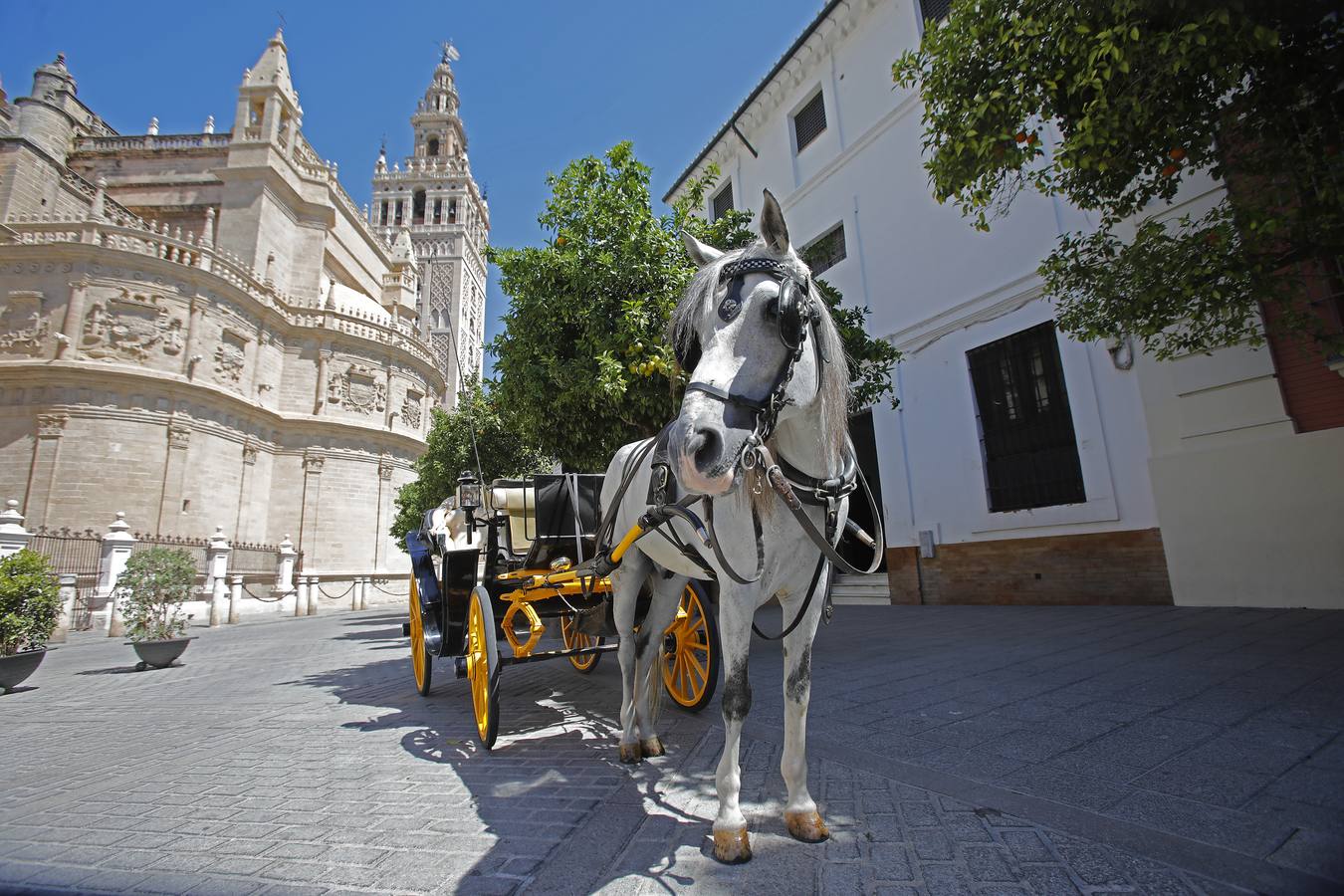 Los coches de caballos vuelven a las calles de Sevilla