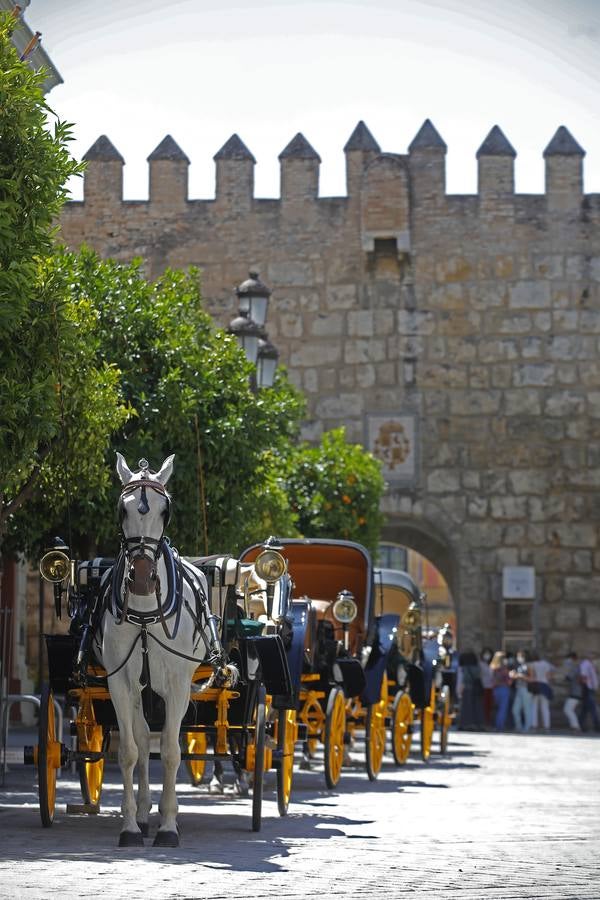 Los coches de caballos vuelven a las calles de Sevilla