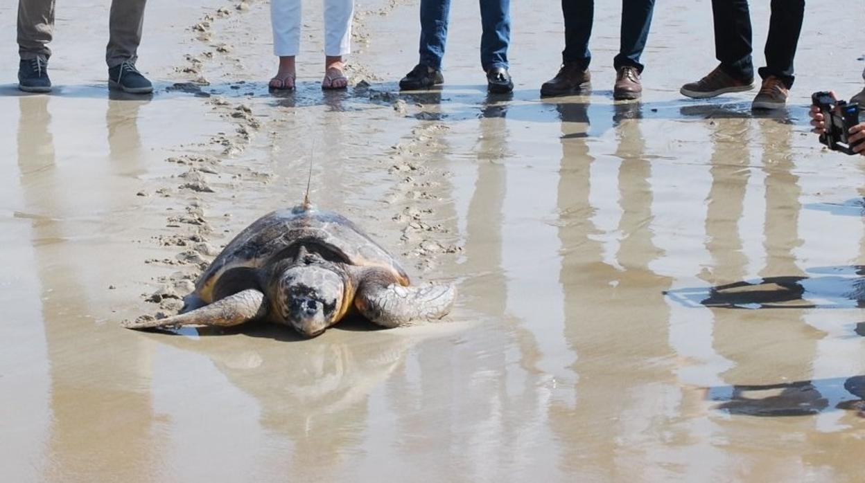 Liberada en Los Lances una tortuga boba encontrada varada en la playa de Cádiz