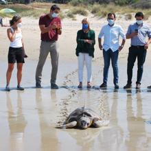 Liberada en Los Lances una tortuga boba que apareció en Cádiz capital