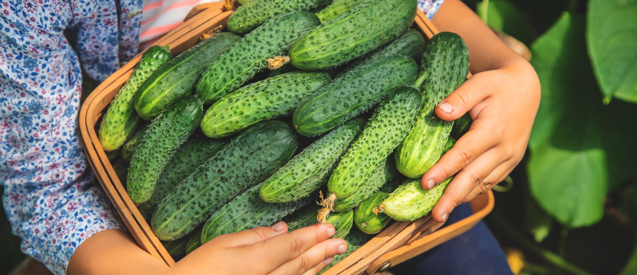 Pepino. Es rico en agua (95,7 gramos por cada 100 gramos del producto comestible) y en vitaminas del grupo B que favorecen la salud celular y el impulso nervioso. El <a href="https://www.abc.es/bienestar/alimentacion/abci-pepino-202006100738_noticia.html" target="_blank">pepino </a>también contiene vitamina C, calcio (19 mg por cada 100 gramos de pepinos) , hierro, fósforo, magnesio, zinc y potasio.