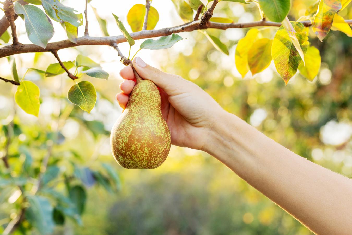 Pera. Según Nazaret Pereira, nutricionista en Nutrición Pereira, el único peligro que puede existir por comer frutas y verduras con piel son los tóxicos: «Los químicos, pesticidas o bacterias que suelen acumularse en la piel y por eso hay que lavarlas con agua abundante». La <a href="https://www.abc.es/bienestar/alimentacion/recetas-saludables/abci-recetas-sanas-postre-facil-pera-requeson-y-canela-para-comer-dulce-sin-remordimientos-202003241837_noticia.html" target="_blank">pera </a>es rica en agua (86,7 gramos por cada 100 gramos de porción comestible) y en calcio (12 mg por cada 100 gramos del producto).