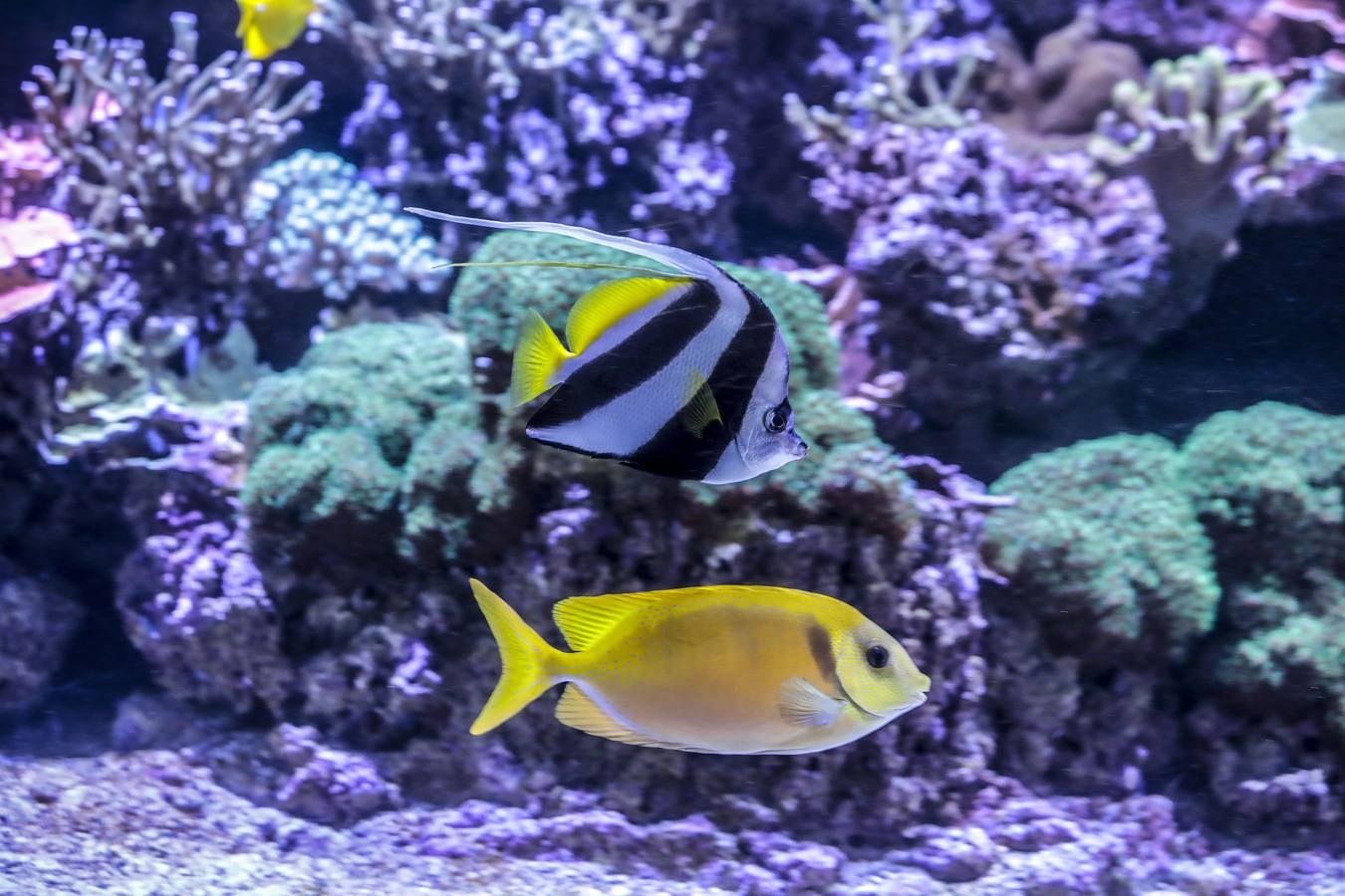 El Acuario de Sevilla reabre sus puertas