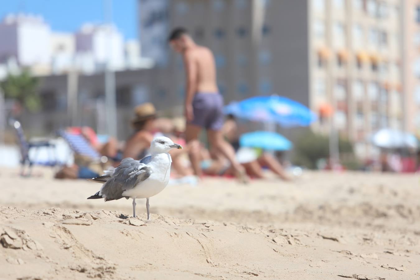 Fotos: La modélica imágen de las playas de Cádiz