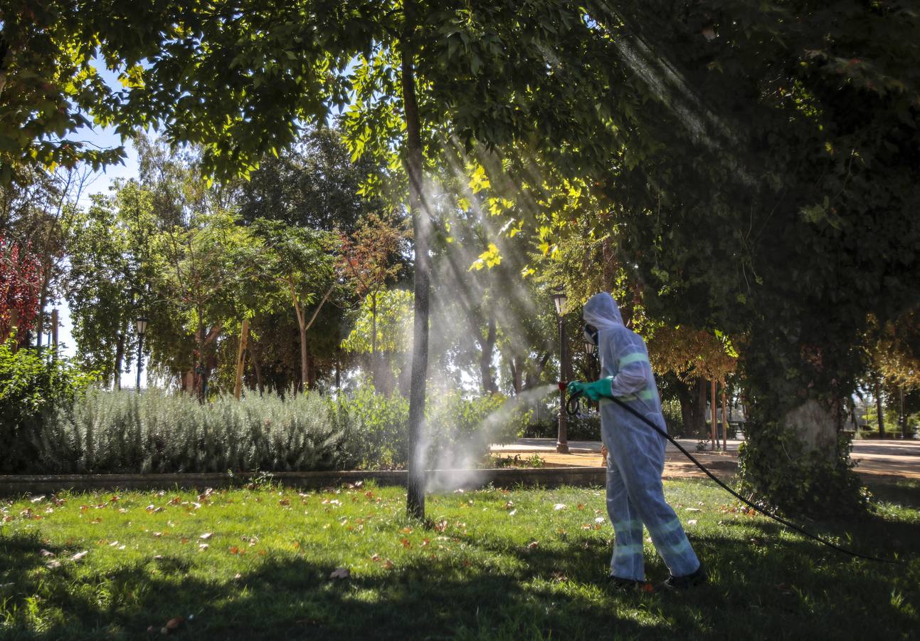 La fumigación contra el mosquito común en los pueblos de Sevilla, en imágenes