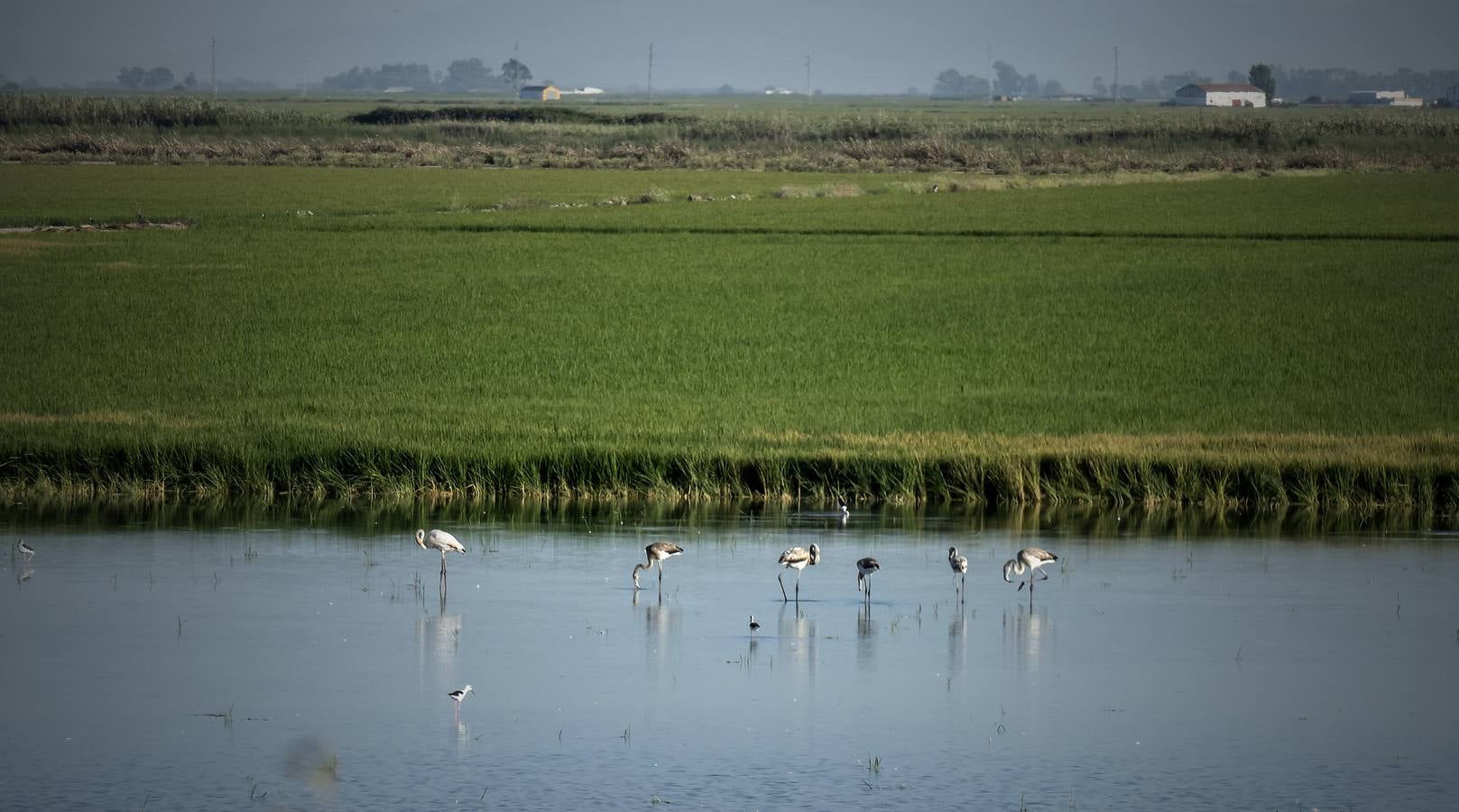 En imágenes, la belleza de unas marismas ahora en alerta por el virus del Nilo