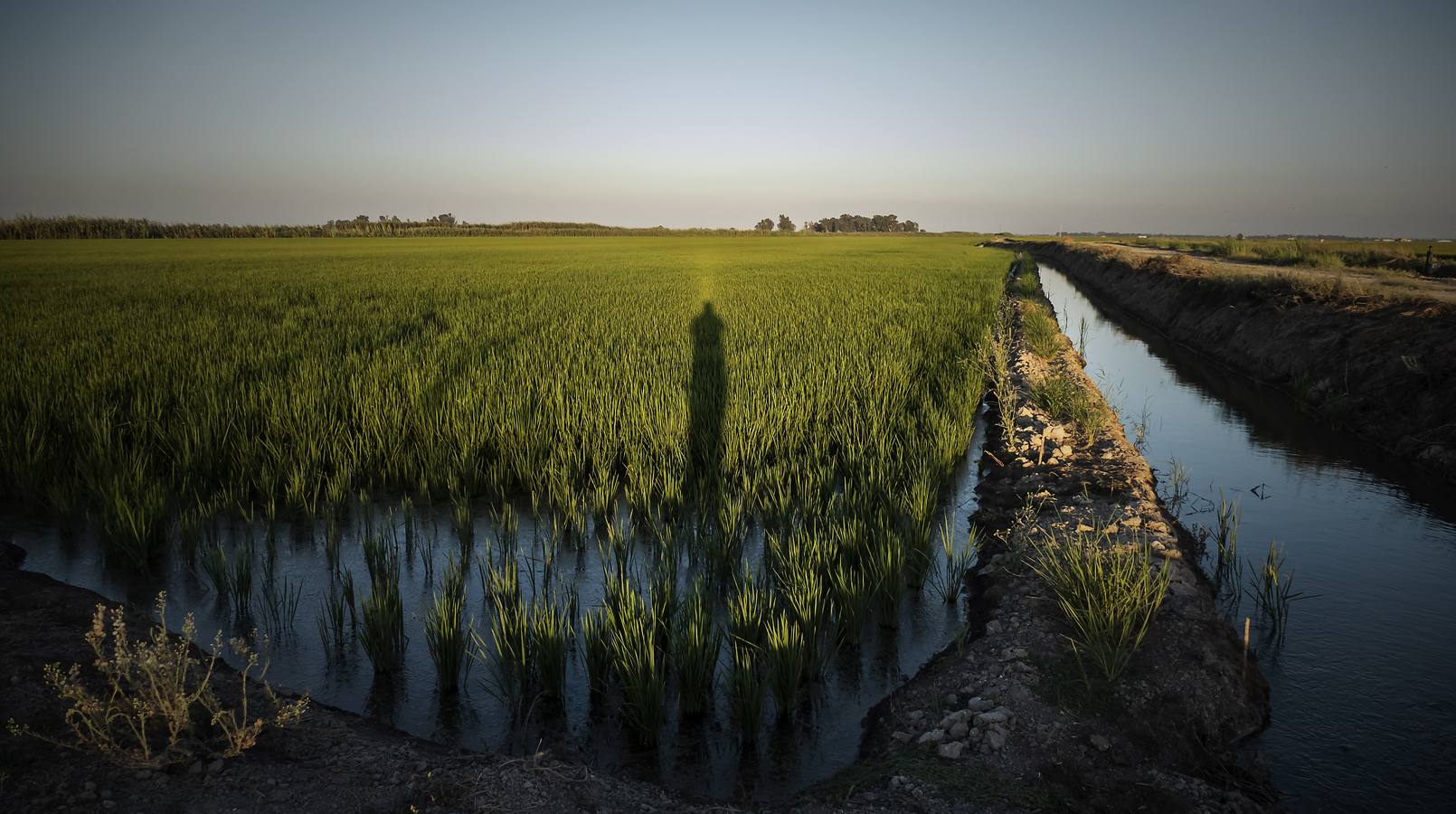 En imágenes, la belleza de unas marismas ahora en alerta por el virus del Nilo