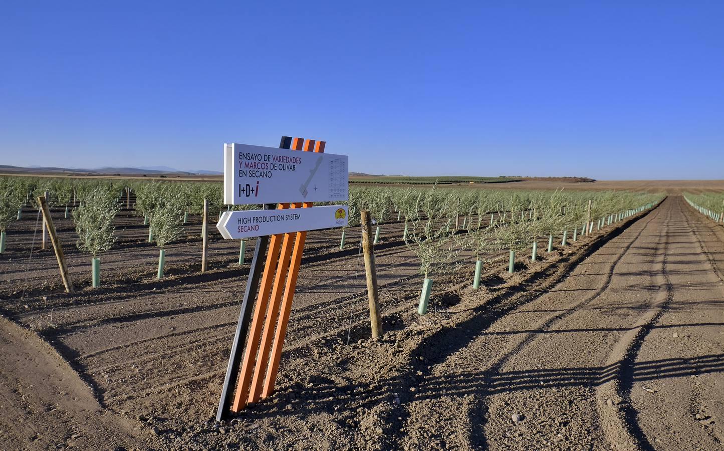 Finca El Valenciano: de cortijo a «startup», en imágenes