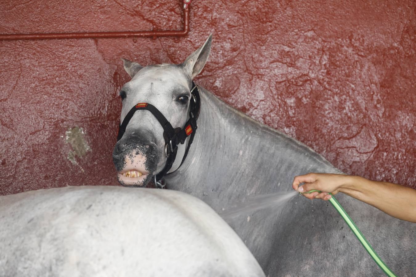 La presentación de Cabalcor 2020, en imágenes