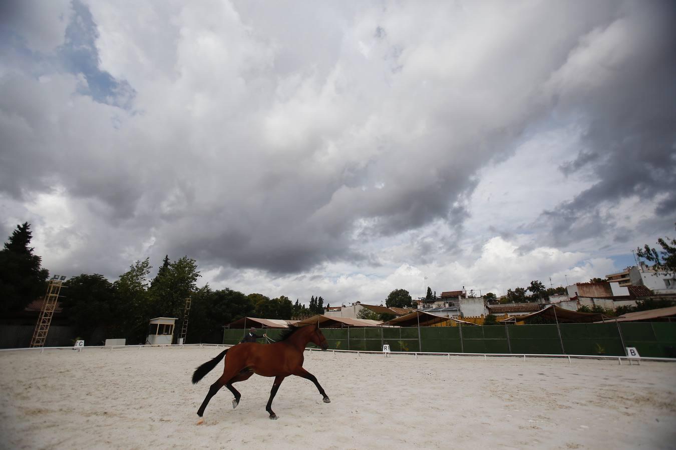 La Feria del Caballo de Córdoba (Cabalcor) calienta motores