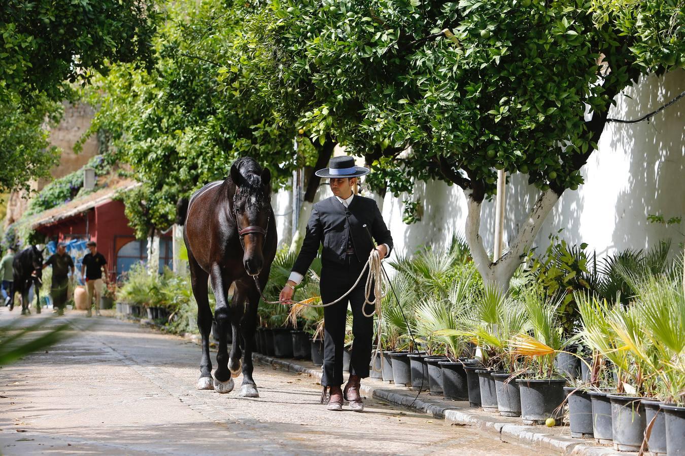 La Feria del Caballo de Córdoba (Cabalcor) calienta motores