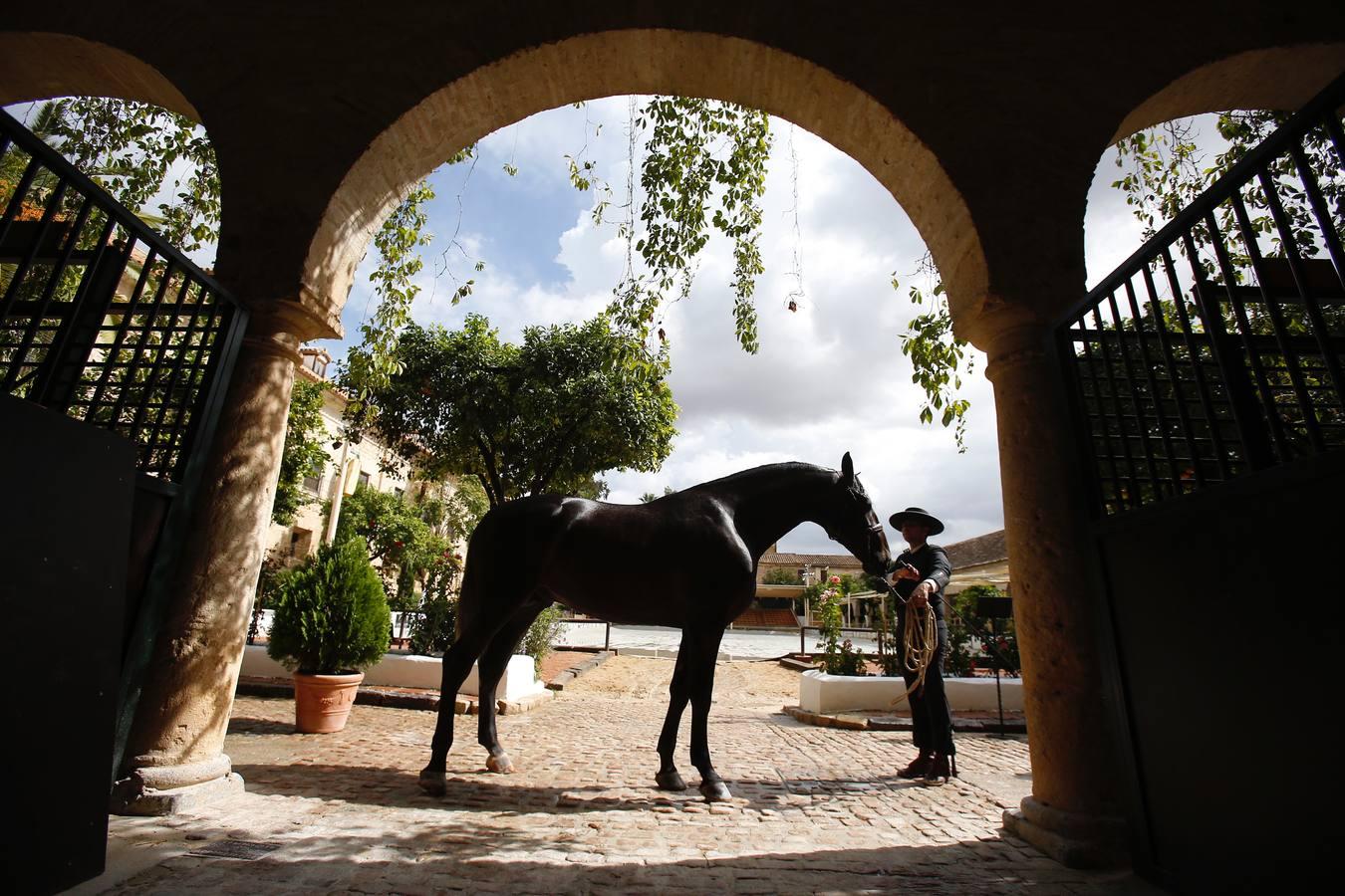 La Feria del Caballo de Córdoba (Cabalcor) calienta motores