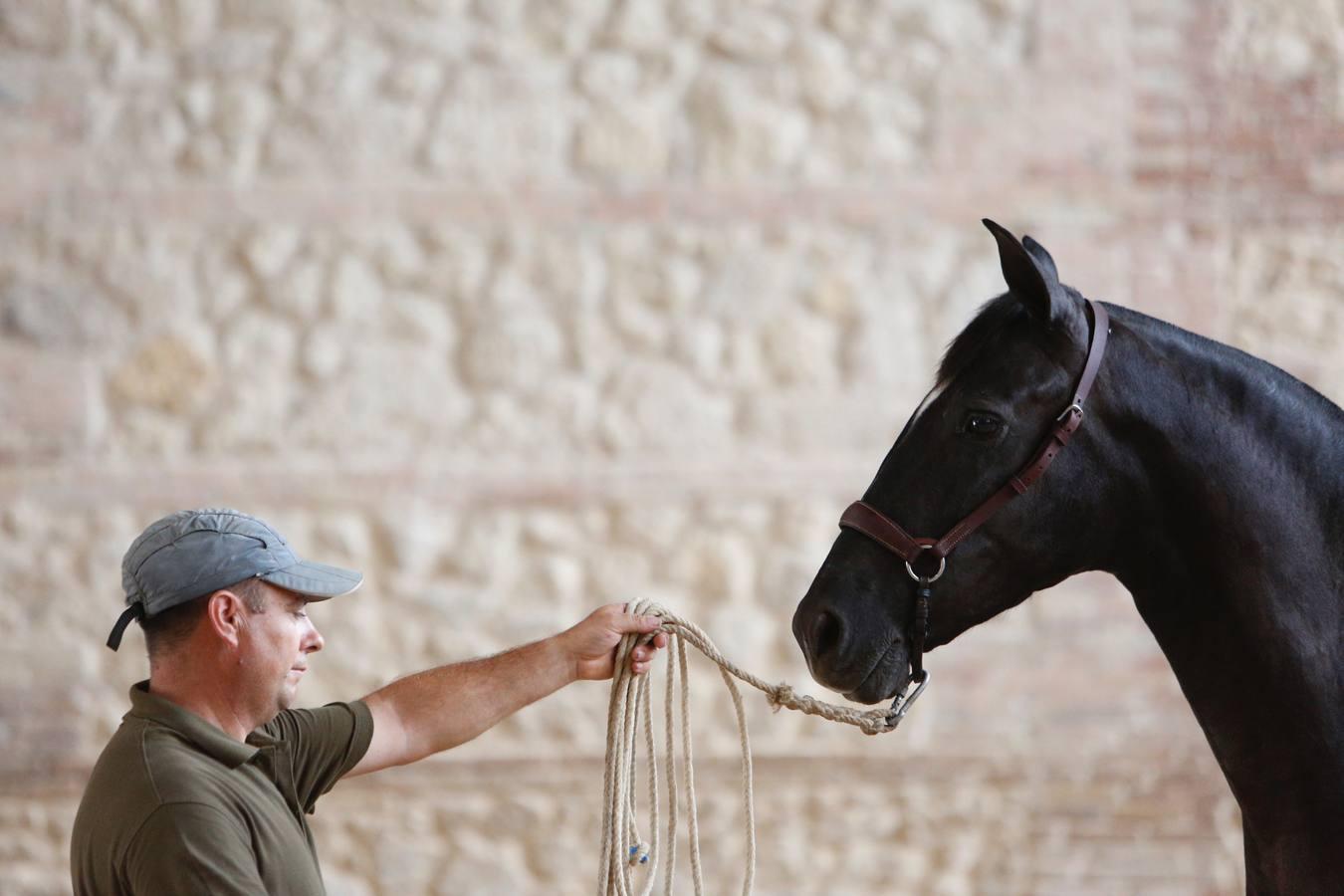 La Feria del Caballo de Córdoba (Cabalcor) calienta motores